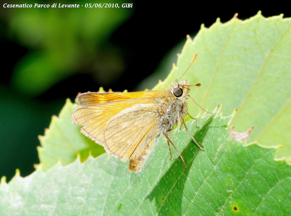 Hesperiidae 1 - Ochlodes sylvanus