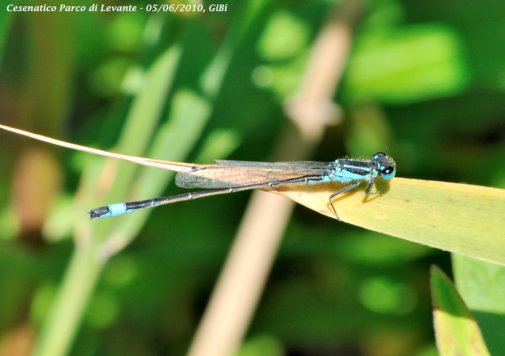 Come si chiama? - Ischnura elegans