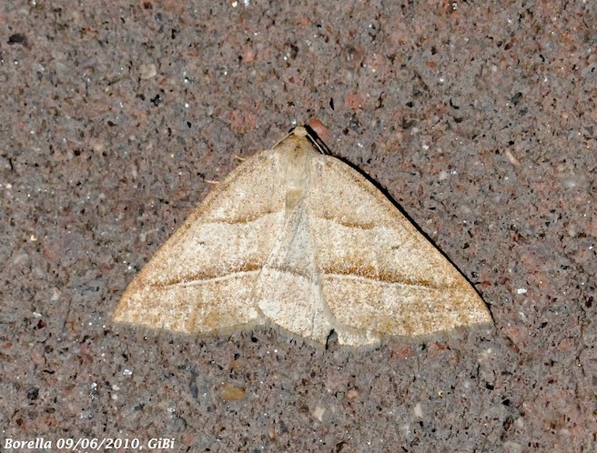 Petrophora chlorosata ?