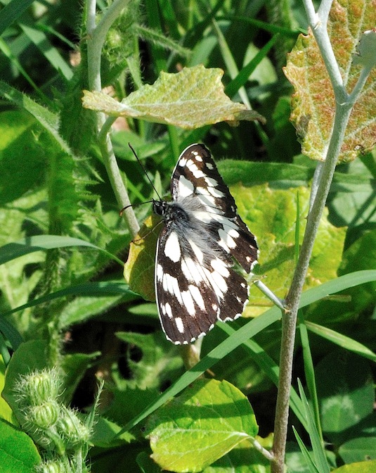 Melanargia galathea (femmina?)