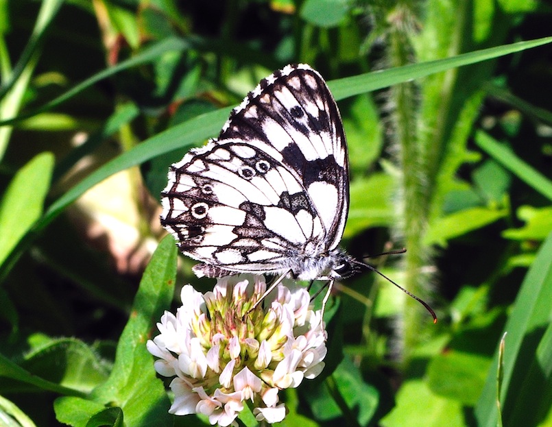 Melanargia galathea (femmina?)