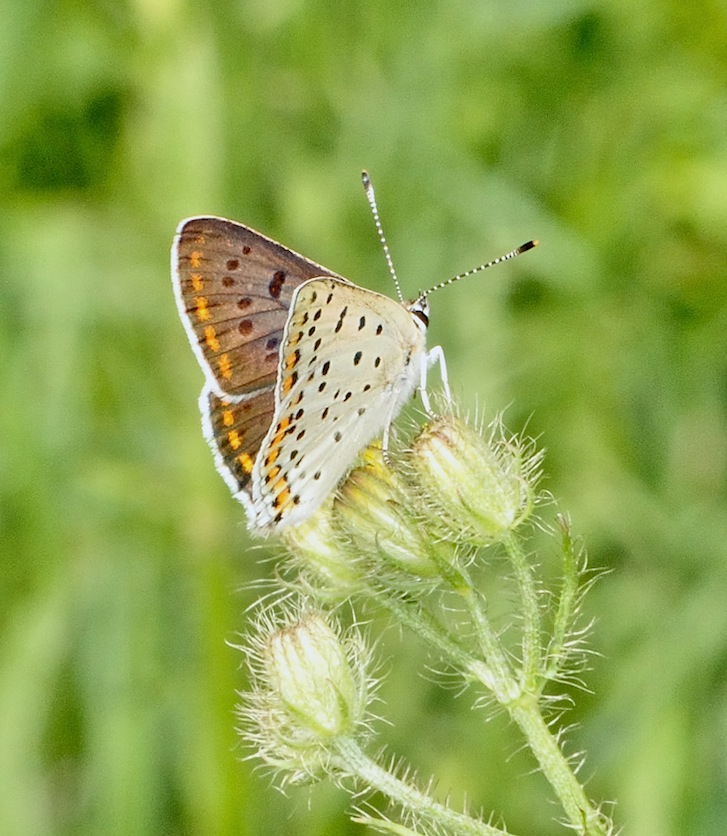 Lycaena tityrus maschio ? - S