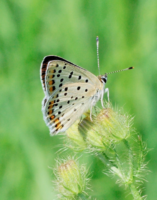 Lycaena tityrus maschio ? - S