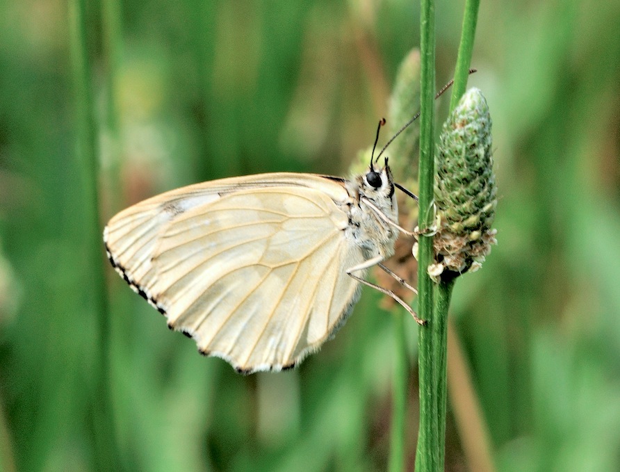 Melanargia galathea f. leucomelas ?