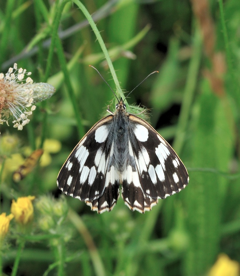 Melanargia galathea f. leucomelas ?