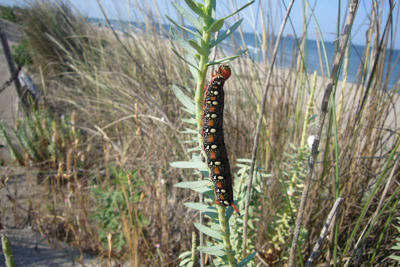 Bruchi di Hyles euphorbiae nel litorale ravennate