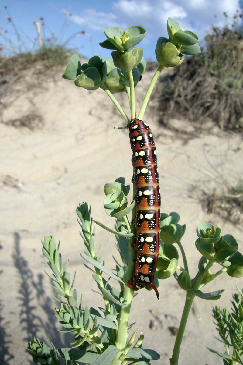 Bruchi di Hyles euphorbiae nel litorale ravennate