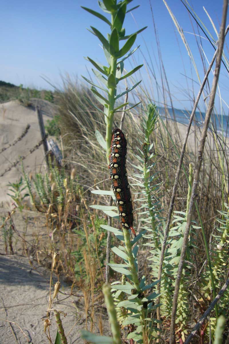 Bruchi di Hyles euphorbiae nel litorale ravennate