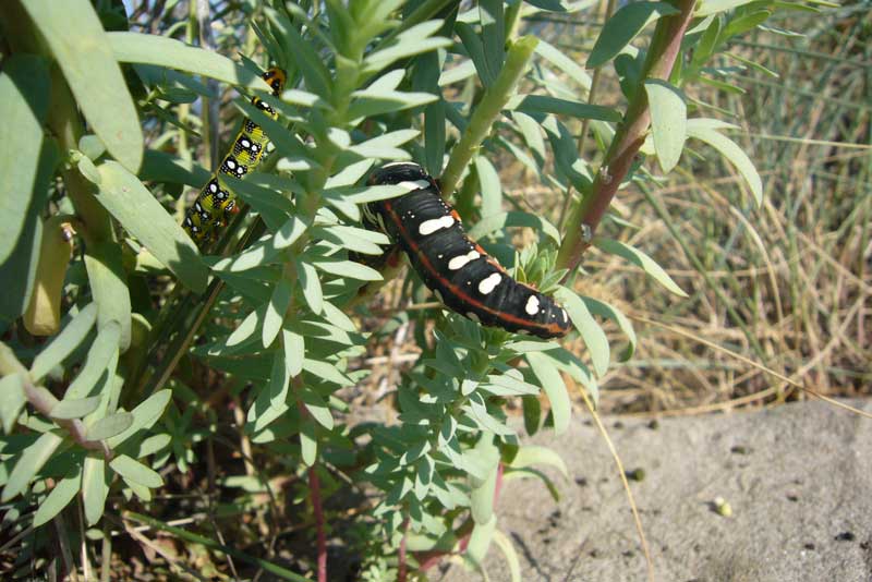 Bruchi di Hyles euphorbiae nel litorale ravennate