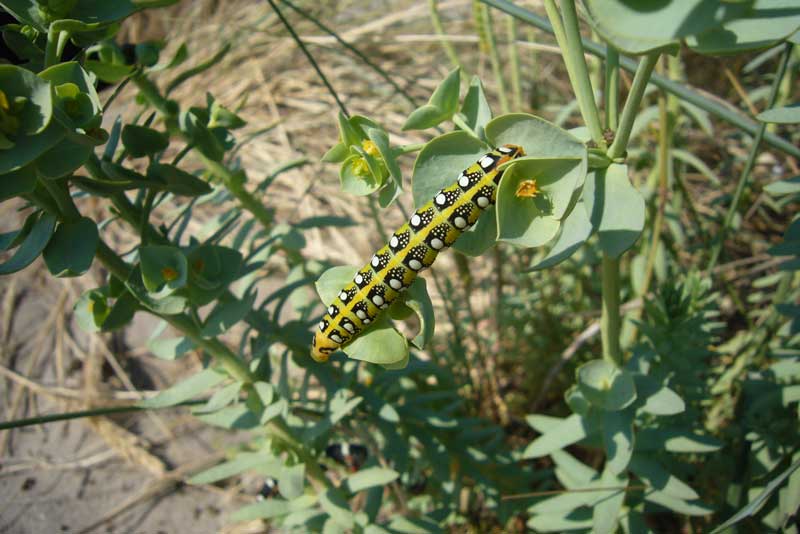 Bruchi di Hyles euphorbiae nel litorale ravennate