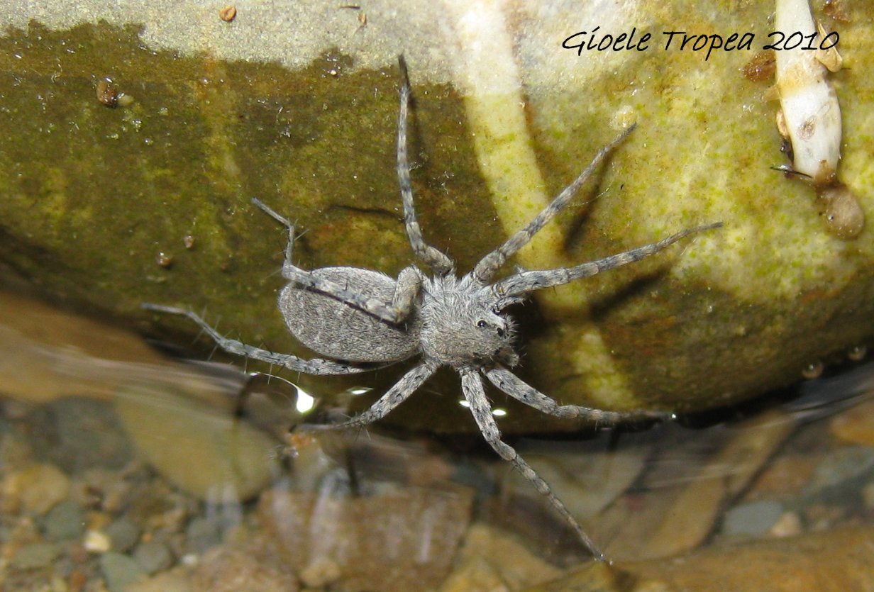 Pardosa sp.