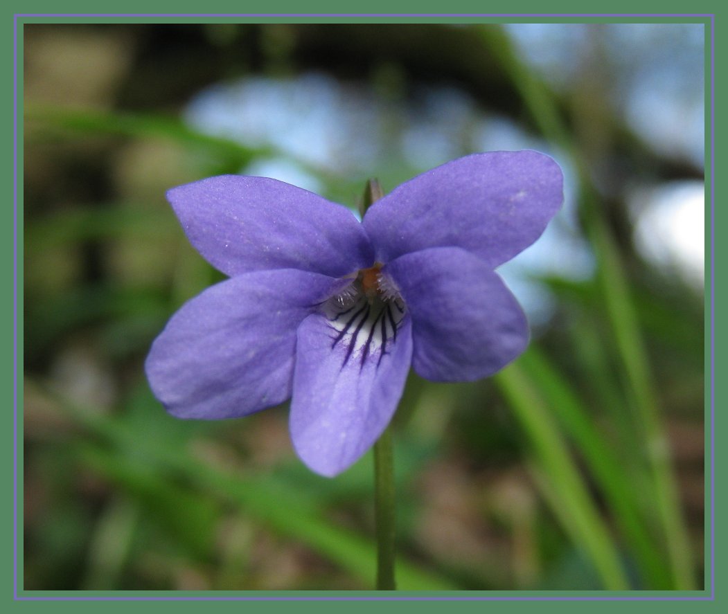 Viola sp.