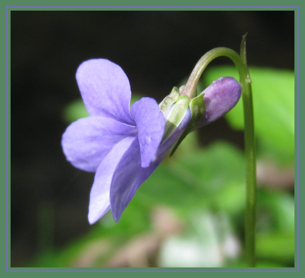 Viola sp.