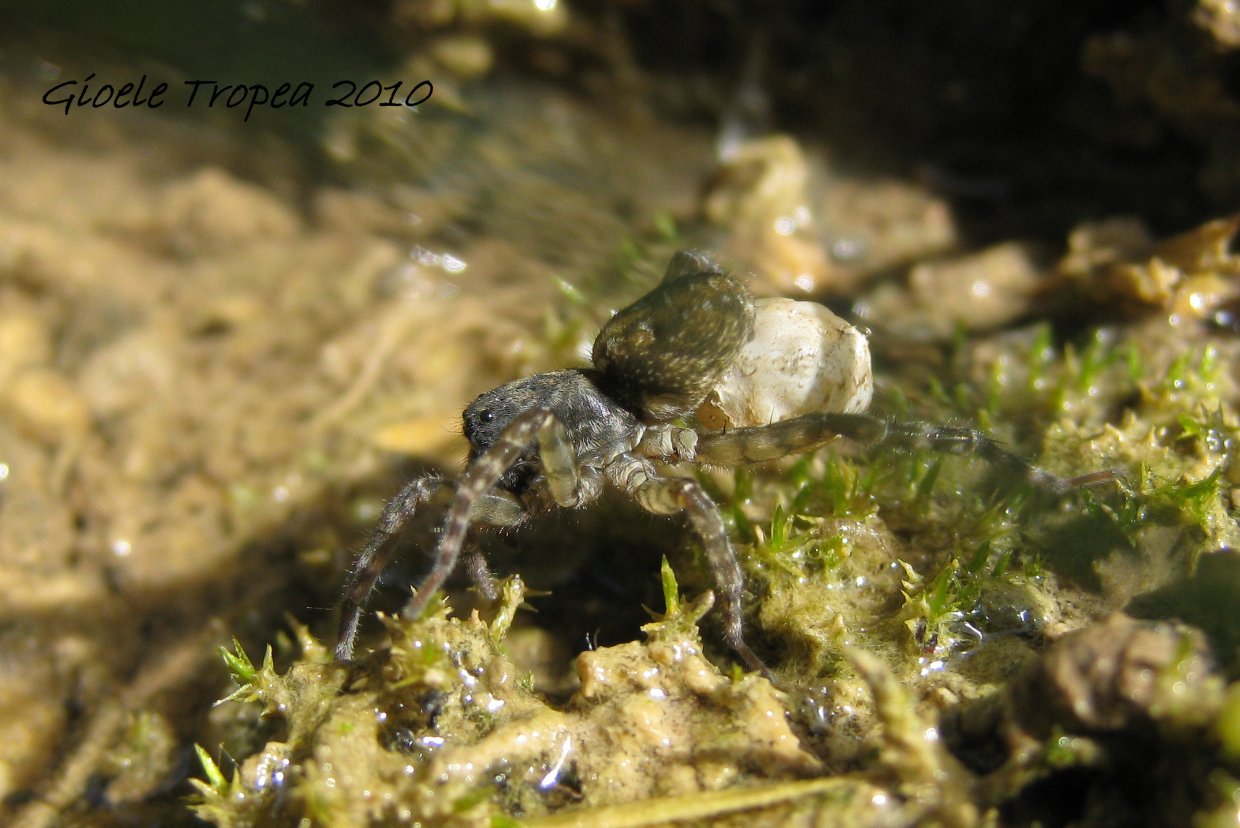 Arctosa cinerea?