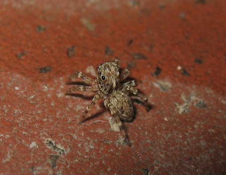 Pseudeuophrys sp.