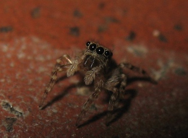 Pseudeuophrys sp.