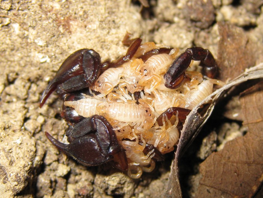 Euscorpius spp.  con prole