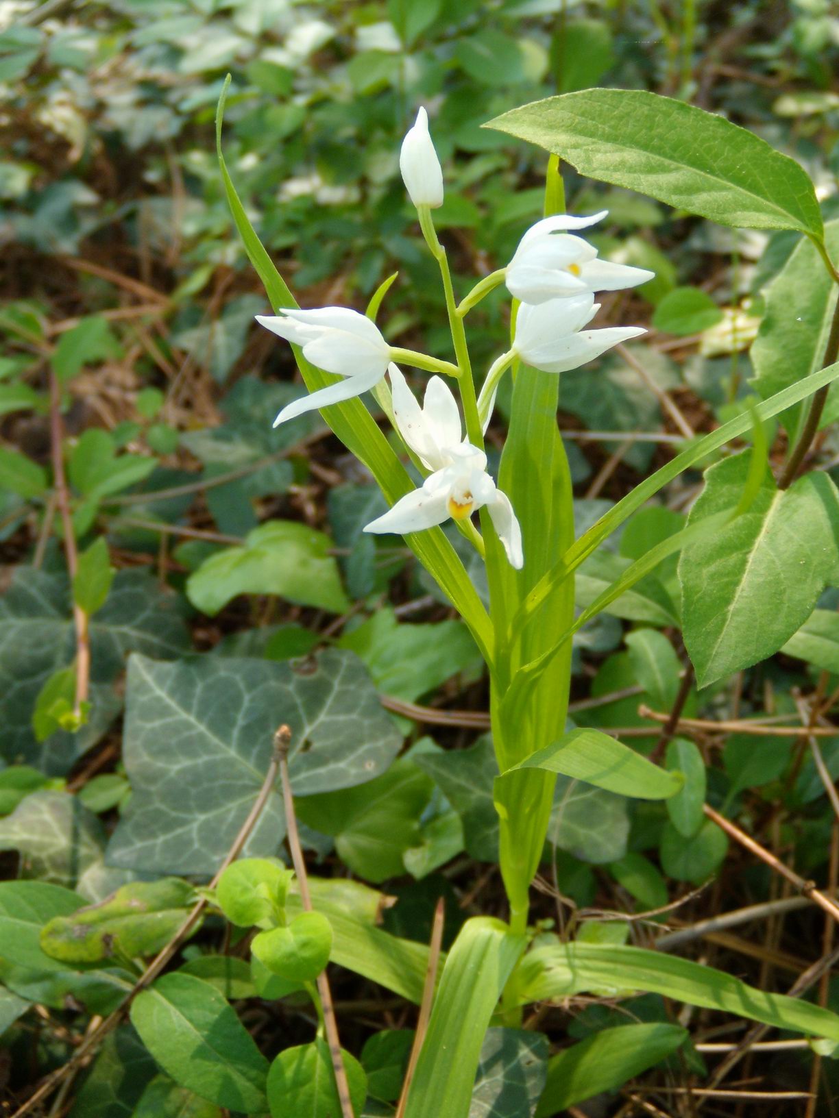 Cephalanthera longifolia