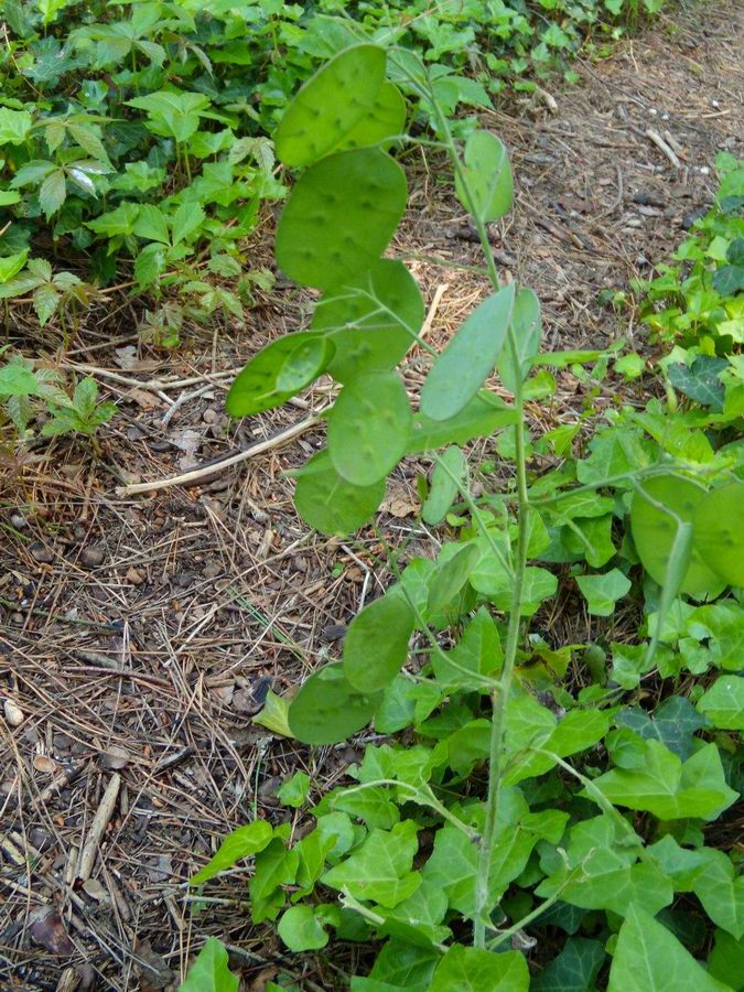 siliquette di Lunaria annua