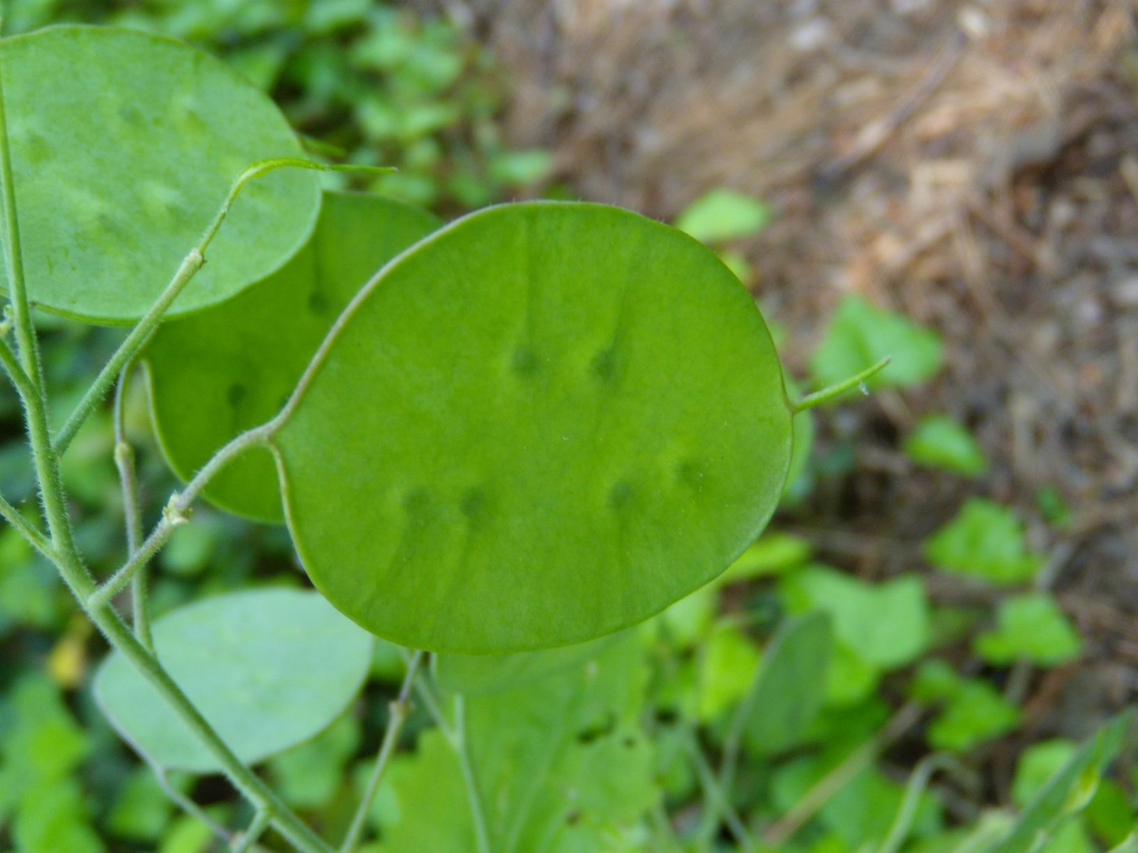 siliquette di Lunaria annua