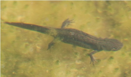 identificazione - Triturus carnifex