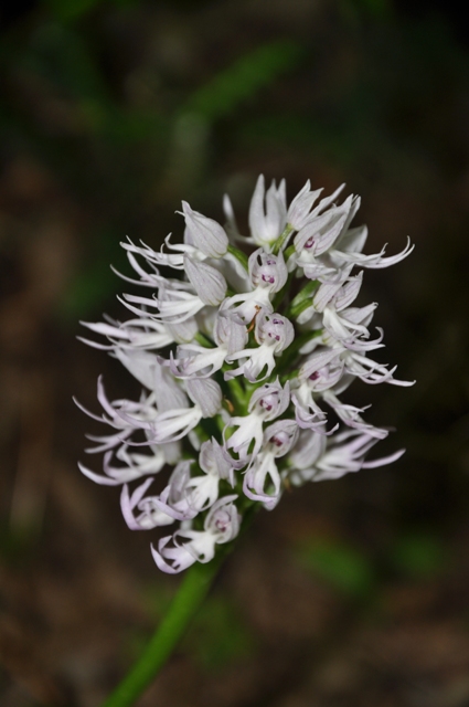 Orchis italica / Orchidea italiana