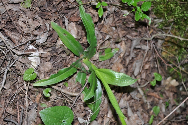 Orchis italica / Orchidea italiana