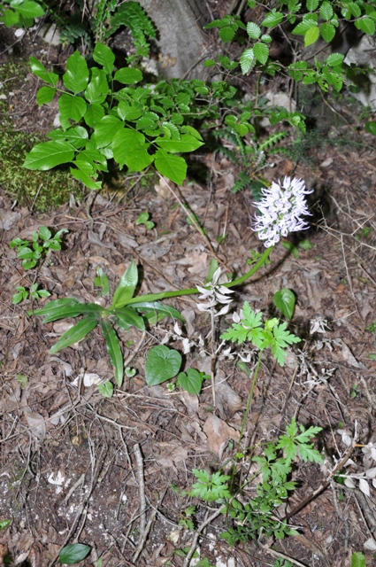 Orchis italica / Orchidea italiana