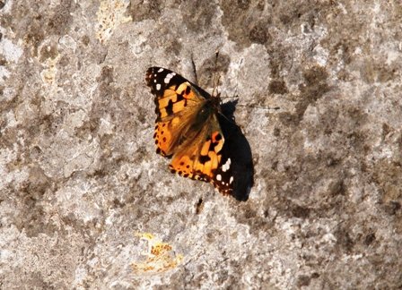 La prima della stagione:-) - Vanessa cardui