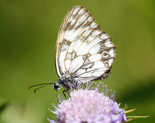 Pieridae? - Melanargia galathea (Nymphalidae Satyrinae)