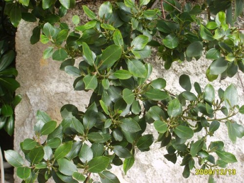 Rhamnus alaternus