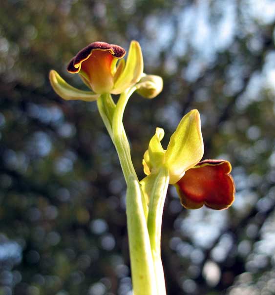 Ophrys iricolor