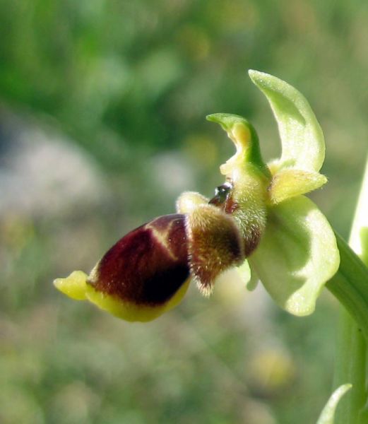 Ophrys scolopax