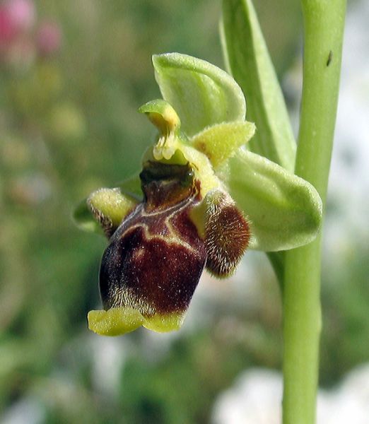 Ophrys scolopax