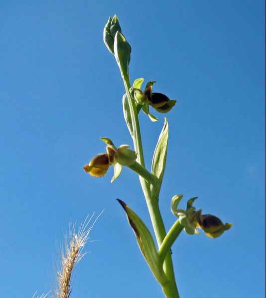 Ophrys scolopax