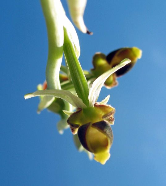 Ophrys scolopax