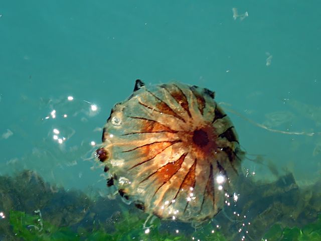 Chrysaora hysoscella (Linn, 1766)