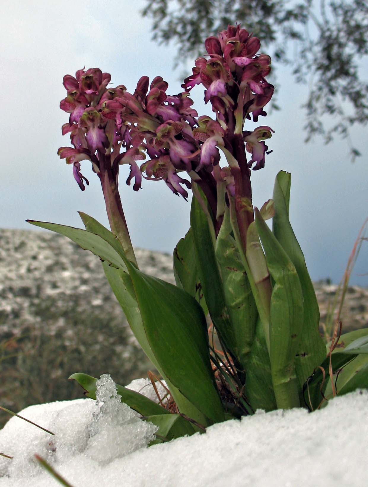 Barlia robertiana