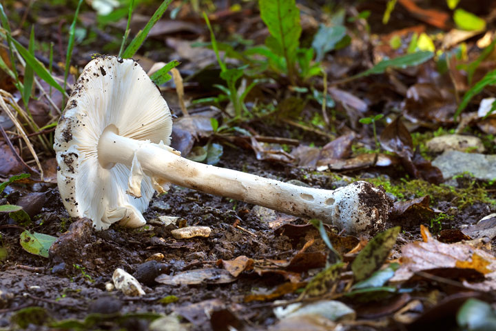 Amanita sp.