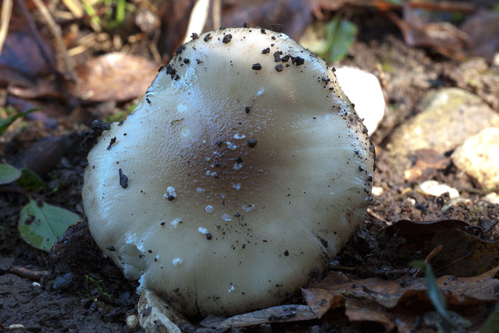 Amanita sp.