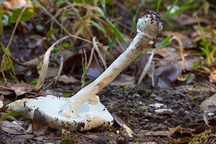 Amanita sp.