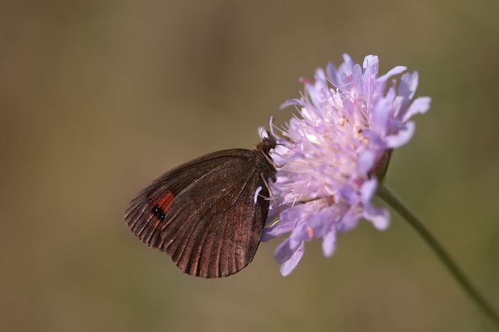 Farfalla da identificare