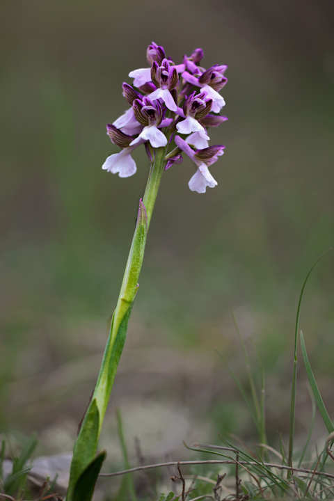 Orchidee spontanee