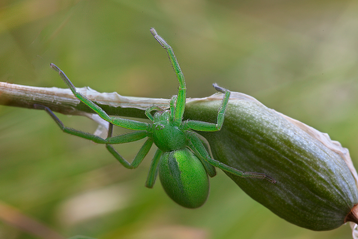 Micrommata virescens