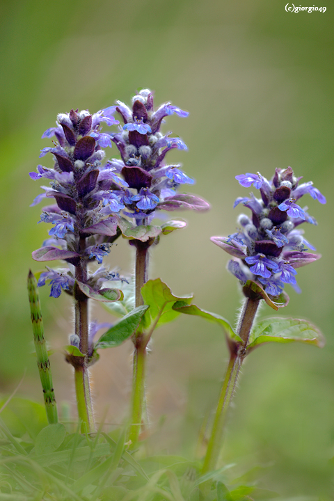 Ajuga reptans