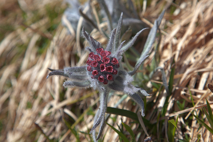 Cynoglossum magellense