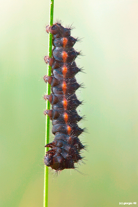 Saturnia pavoniella?