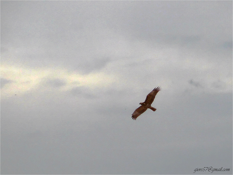 Falco di Palude ( Circus aeruginosus) femmina?