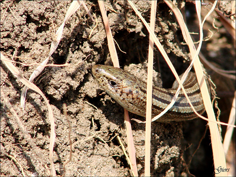 Aiuto per identificazione lucertola apoda - luscengola