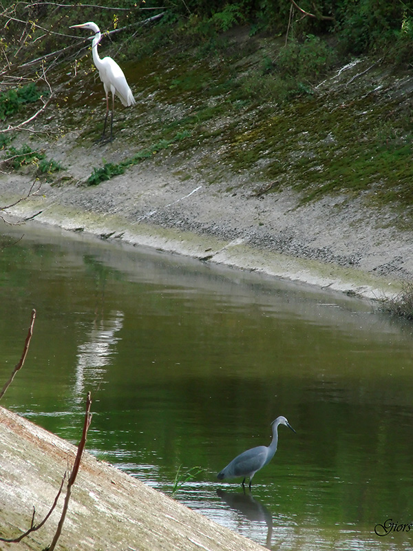 garzetta schistacea - Egretta gularis